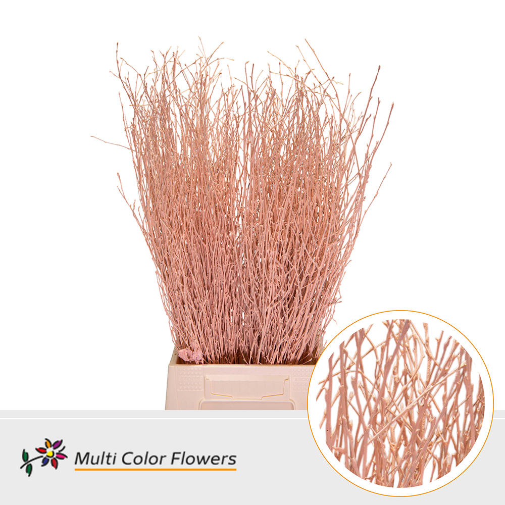 10x Tk betula apricot 70cm