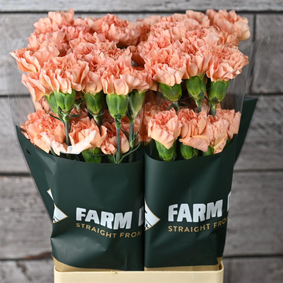 20x Dian.st.peach mambo 70cm