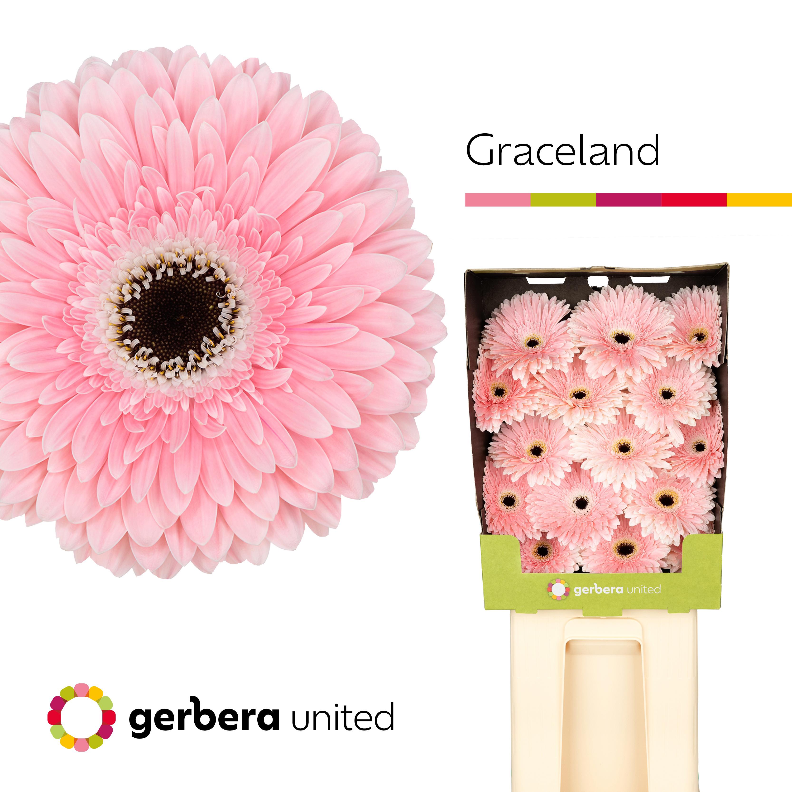 15x Gerb.graceland 70cm