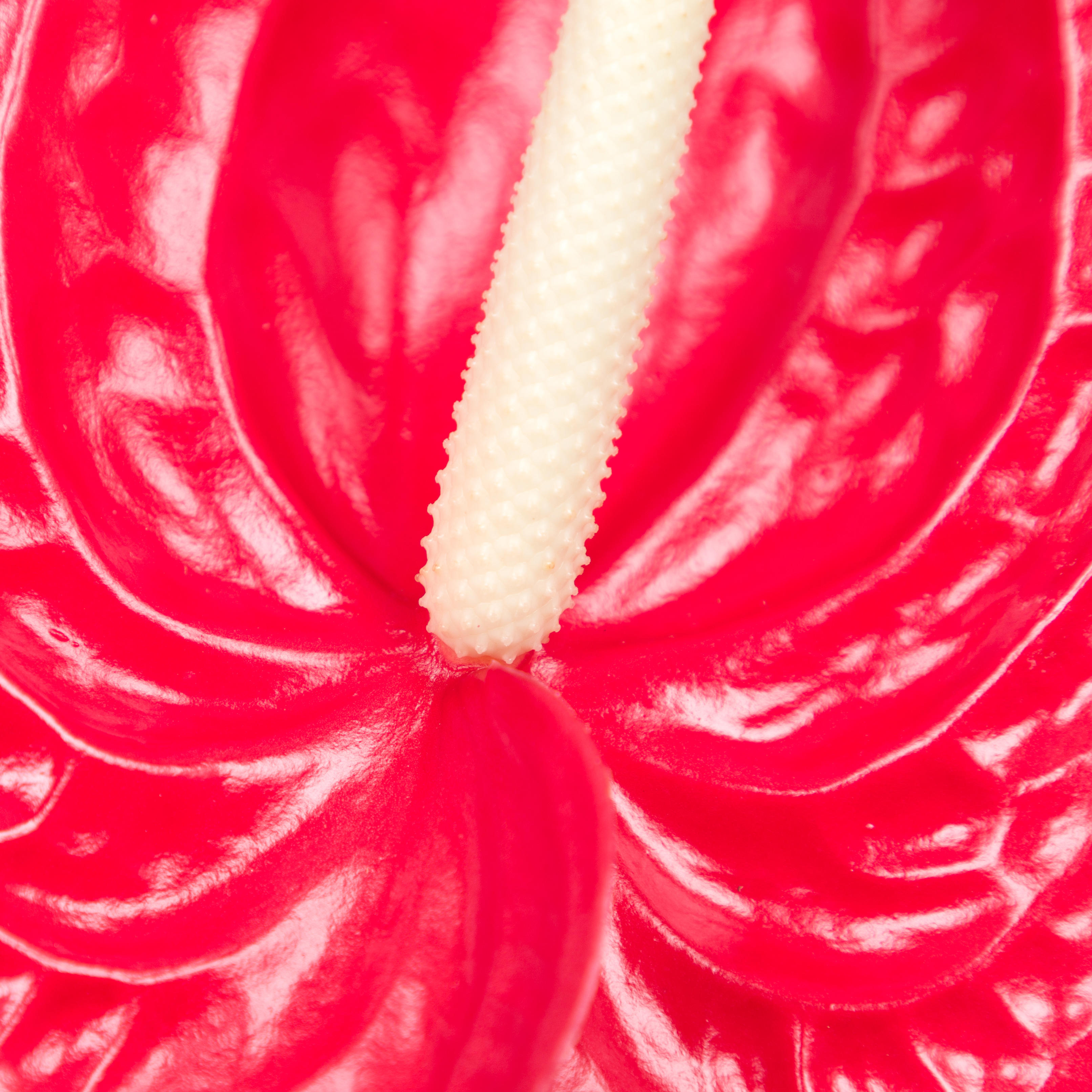 12x Anth.tropical 10cm