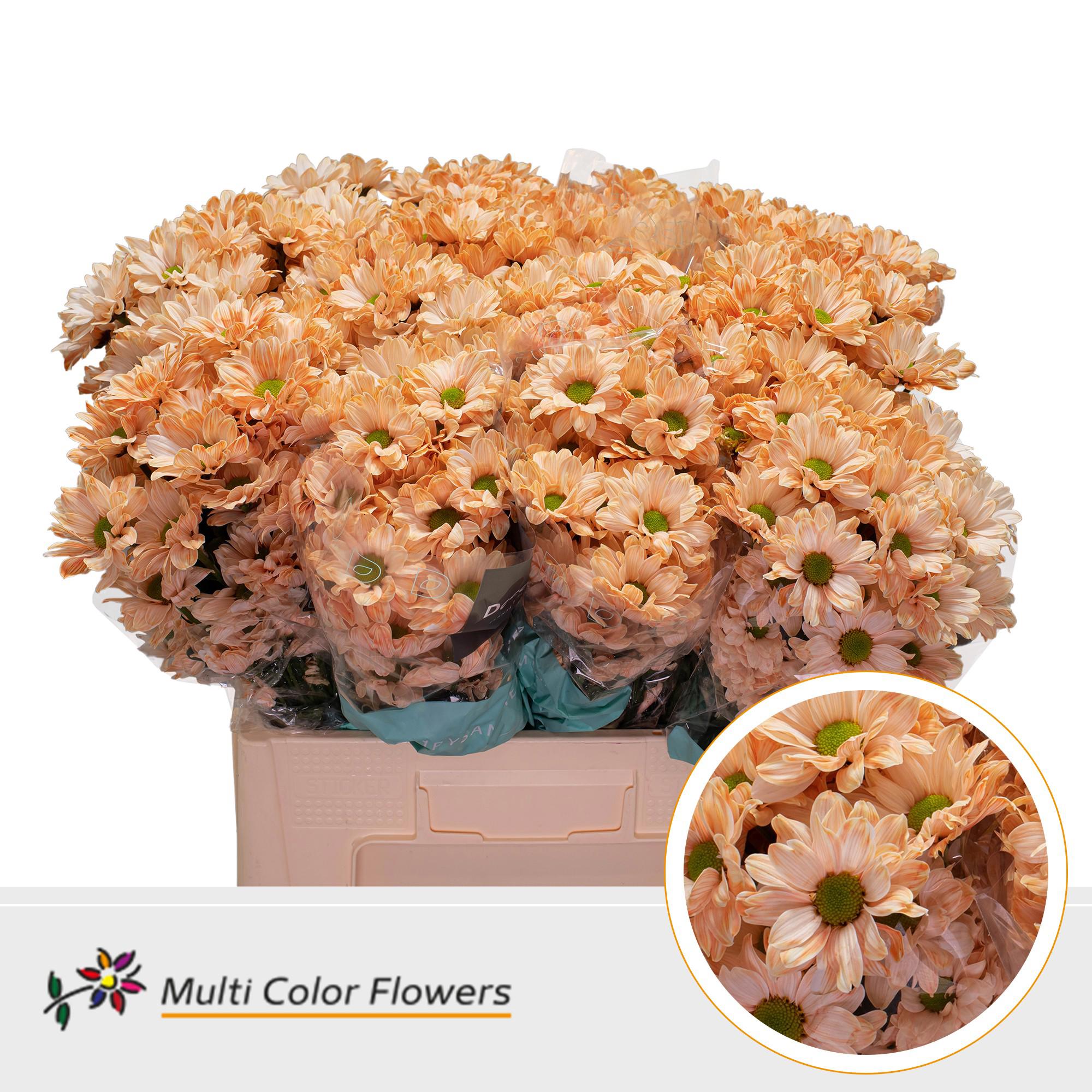 10x Chrysant kennedy apricot 60cm