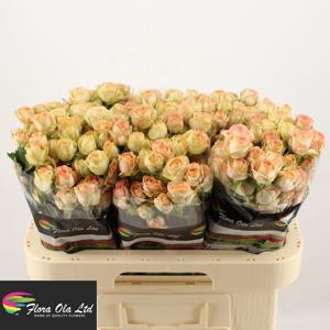 10x Rosa azore 60cm