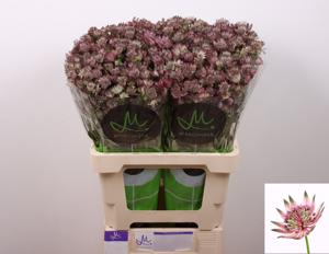 25x Astrantia star of africa 60cm