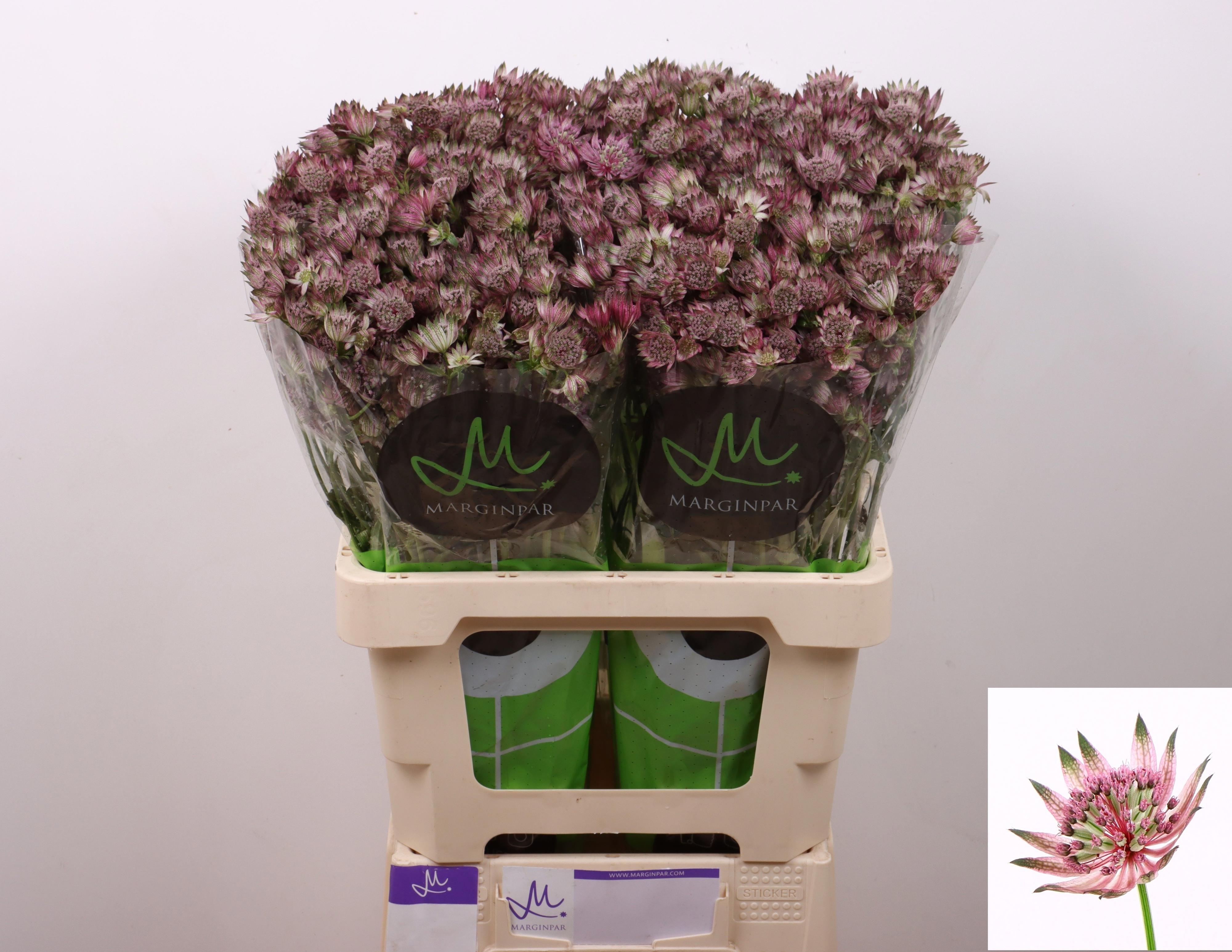 25x Astrantia star of africa 60cm