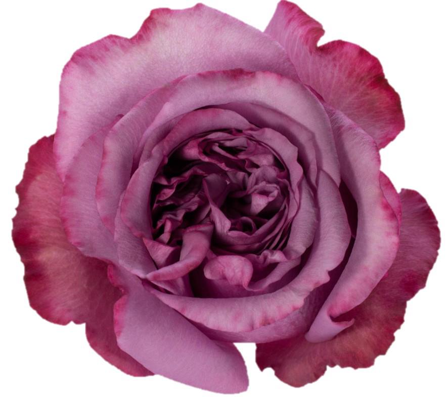 20x Rosa dolcetto! 50cm