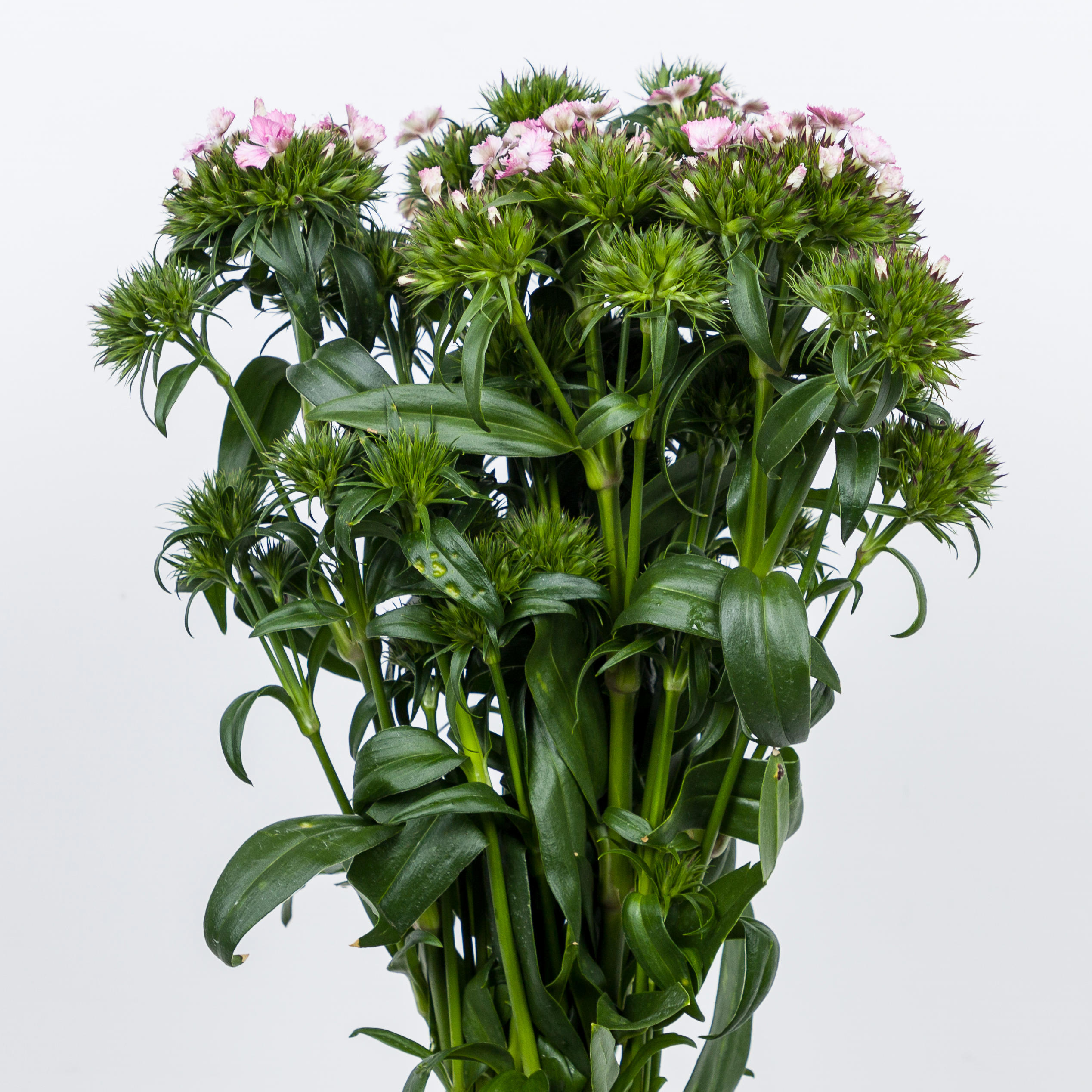 1x Dian.bar. - roze/wit 40cm