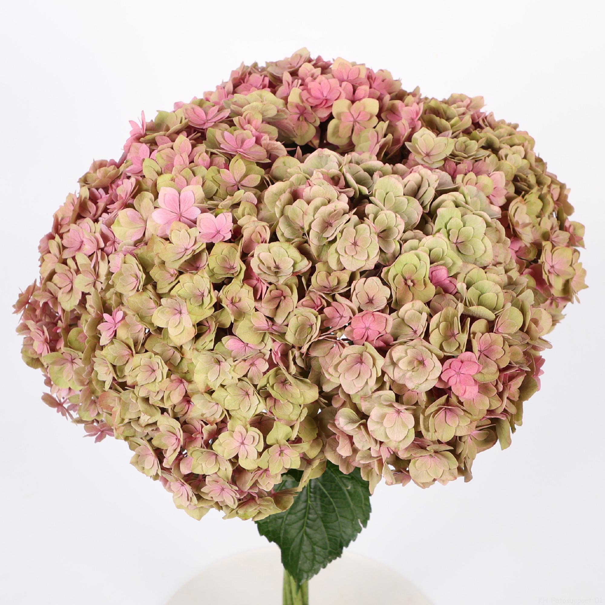 10x Hydr.royal anastasia classic 80cm