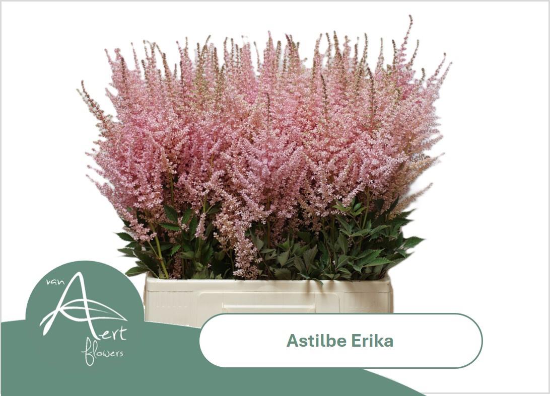 20x Astil.erika 70cm