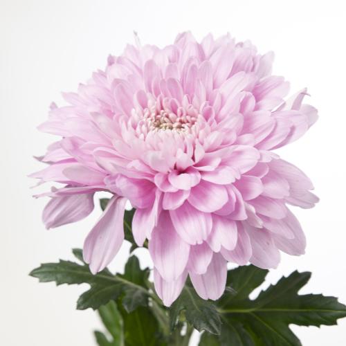 10x Chrysant petrushka g 70cm