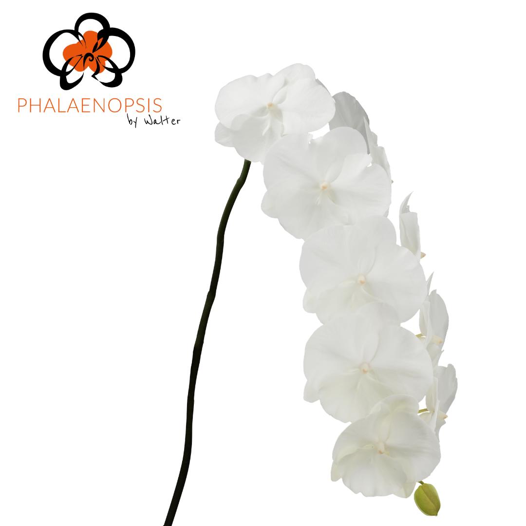 45x Phal.white serenity 80cm