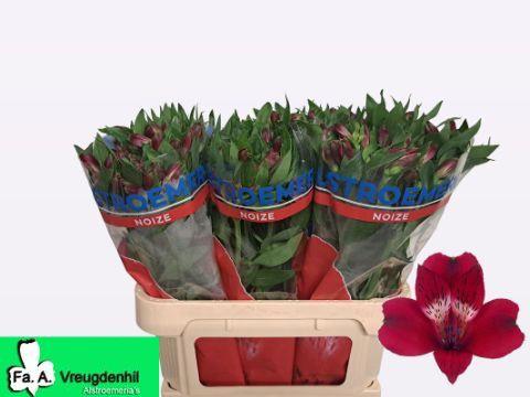 10x Alstroemeria noize 70cm