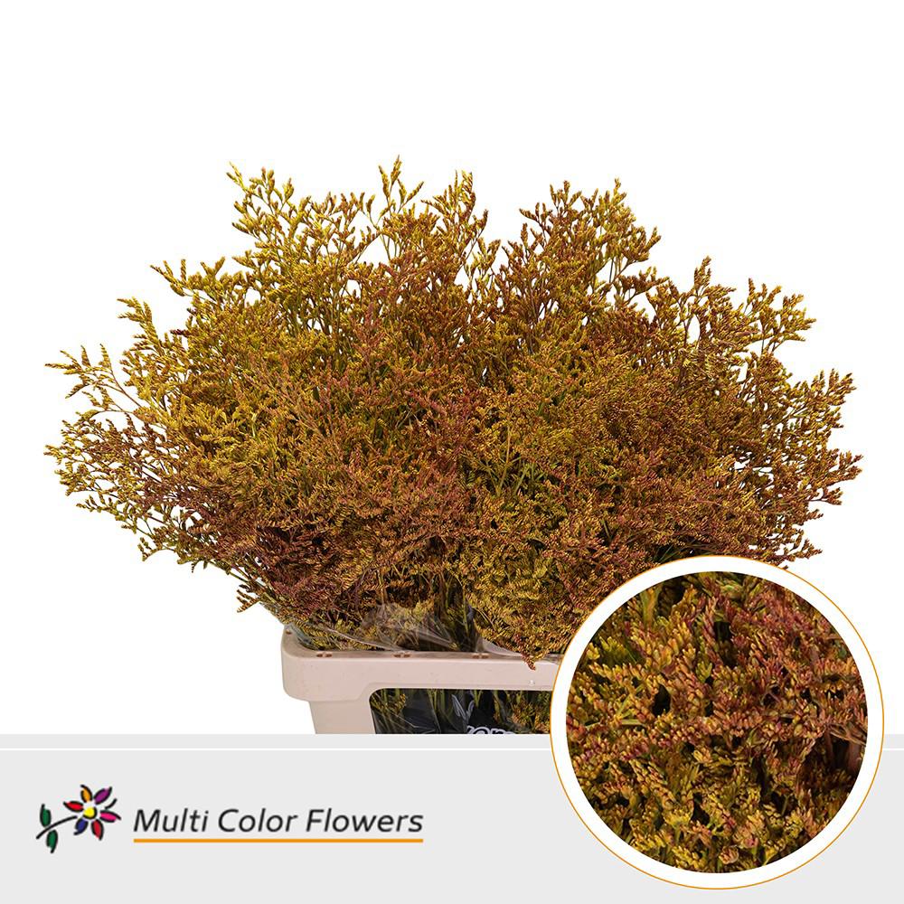 25x Lim. herfst 70cm