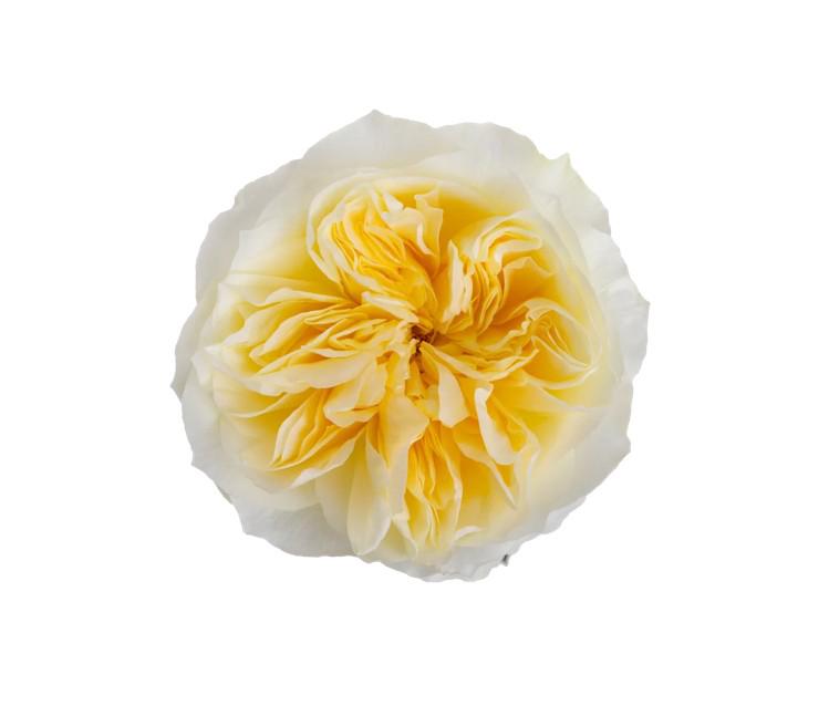 25x Rosa antonia gardens! 50cm