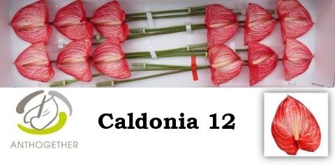 12x Anth.caldonia 10cm