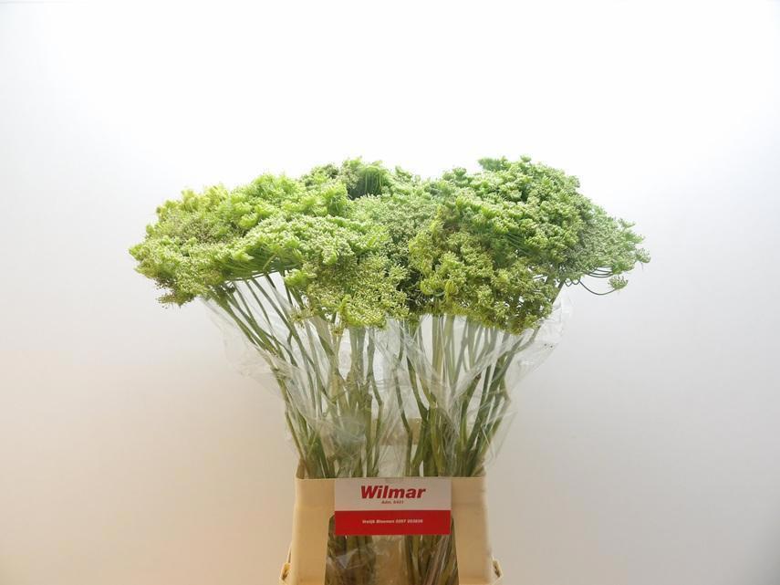 25x Ammi green mist 70cm