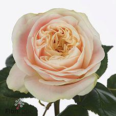 10x Rosa priscilla! 70cm