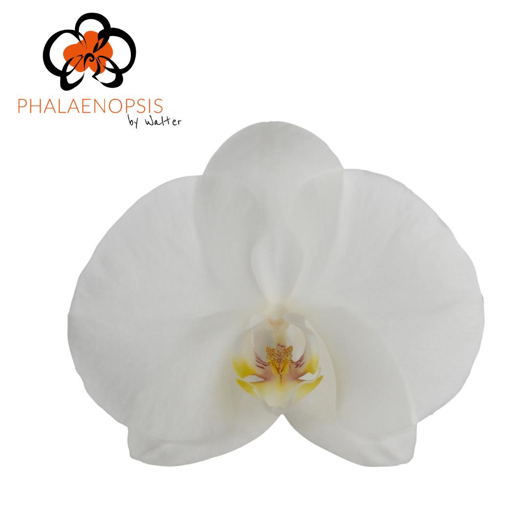 25x Phal.sensation white