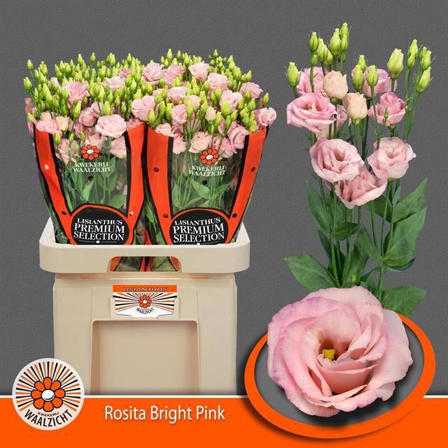 10x Eust.rosita bright pink du 70cm