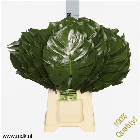 10x Sg monstera blad 60cm