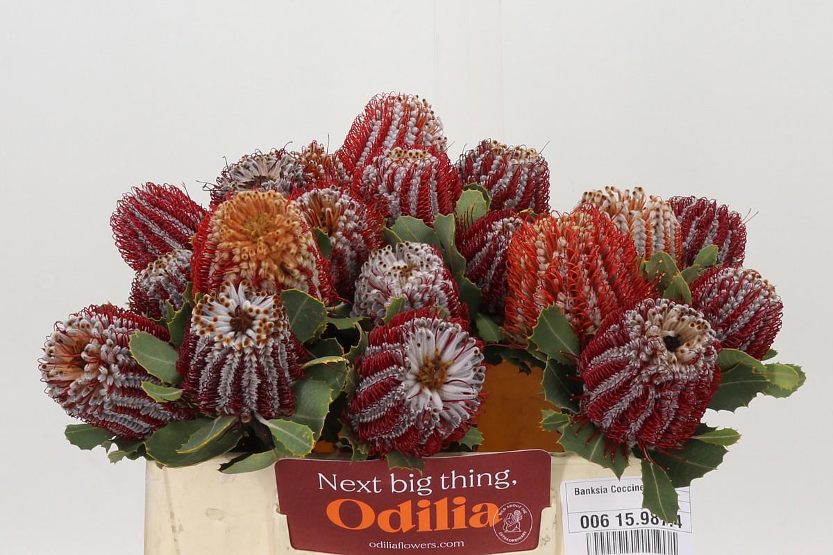 5x Banksia coccinea 30cm