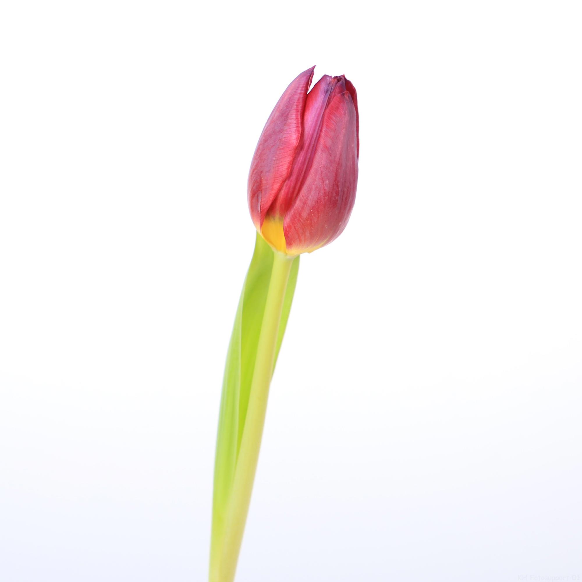 50x Tulipa 1 paars en 40cm