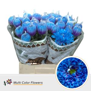 10x Chrysant antonov blue lagoon 70cm