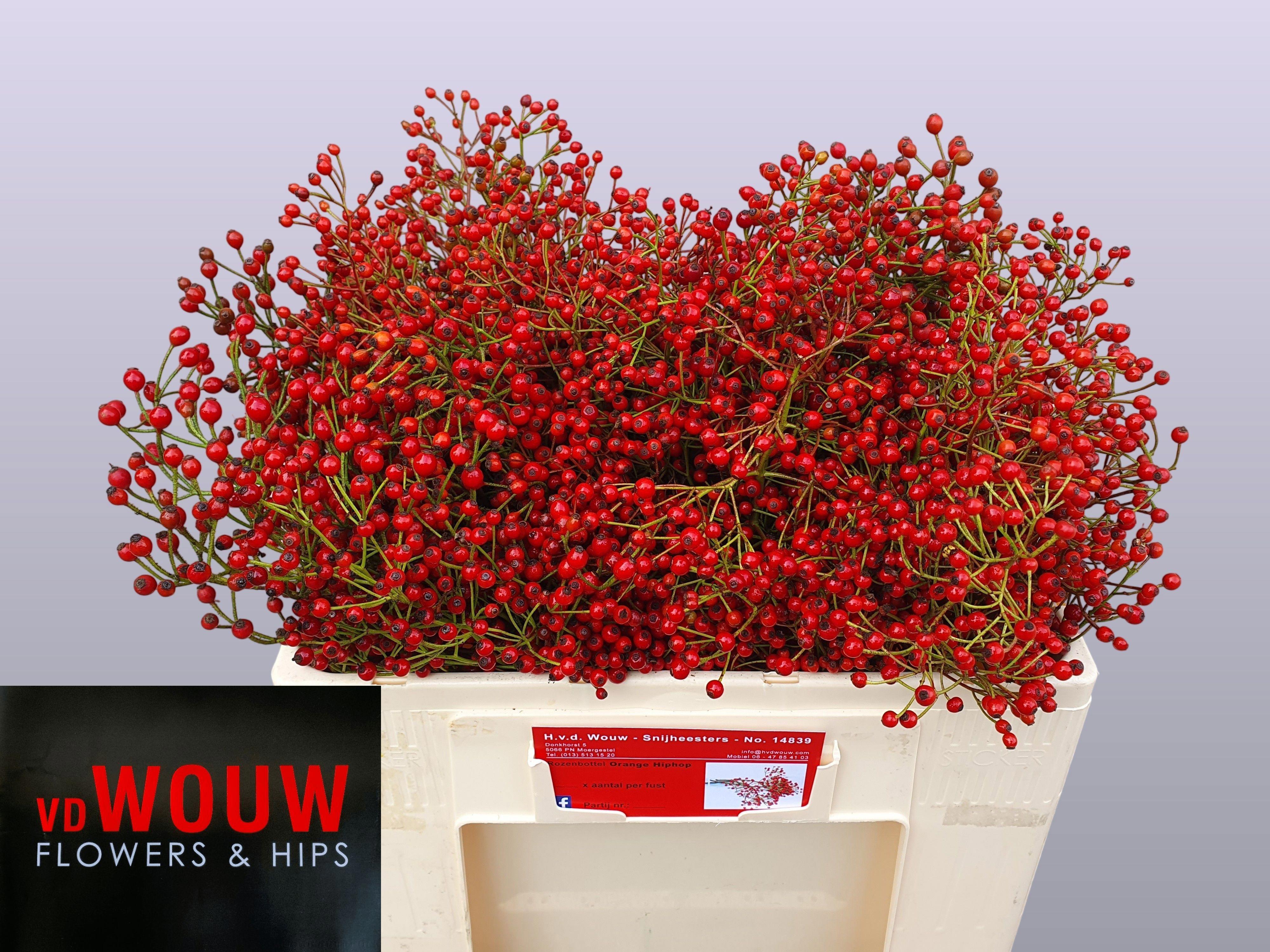 10x Rosa plenty 50cm