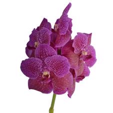 16x Vanda sun.magic fuchsia 20cm