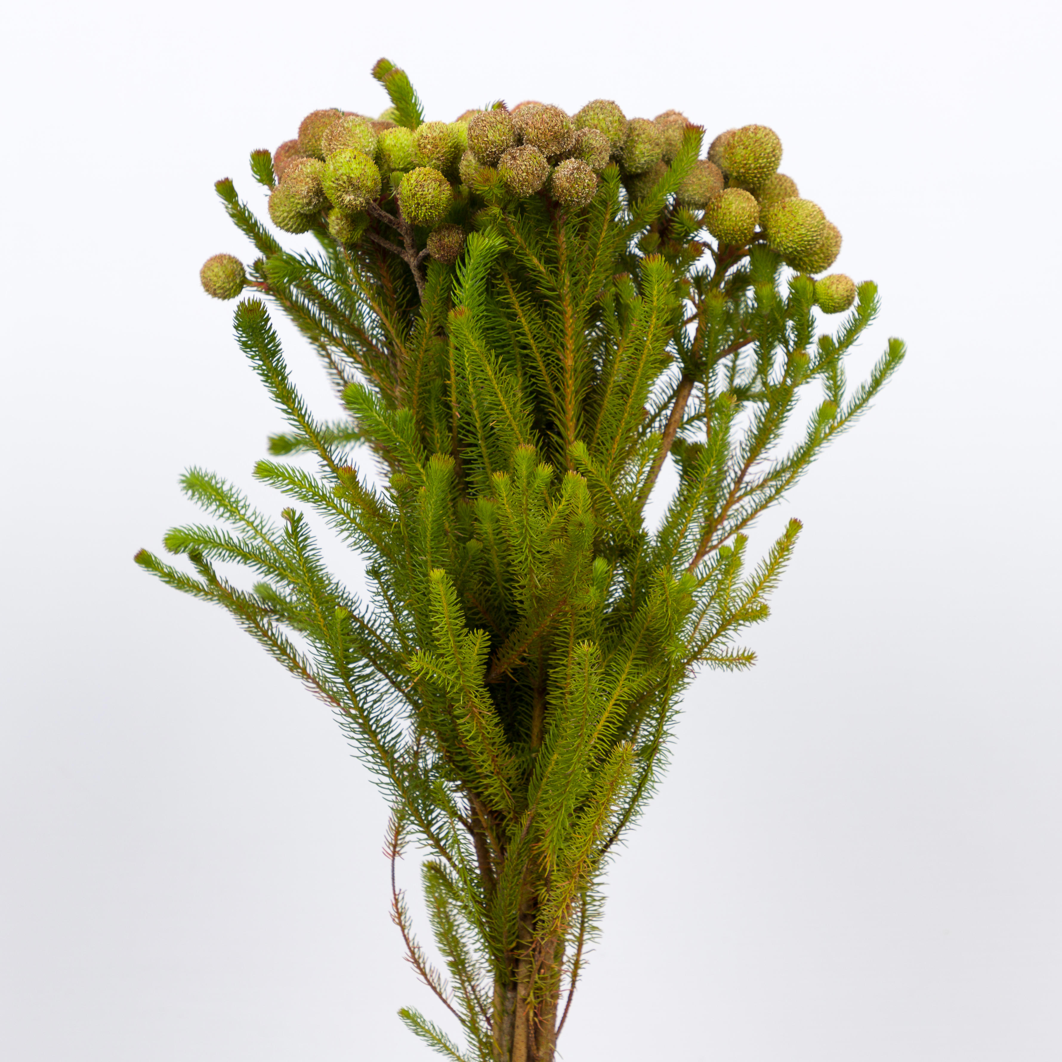 10x Pg berzelia galpinii baubles 40cm