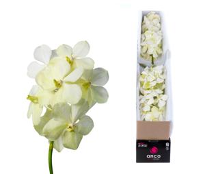 5x Vanda tayanee white 10cm