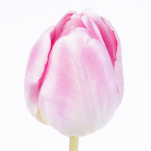 50x Tulipa endless love du 30cm