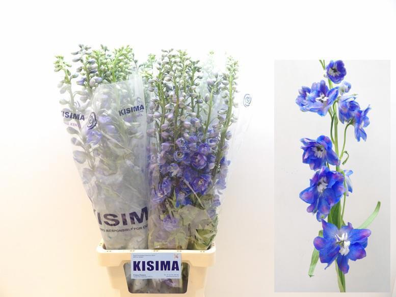 10x Delph.guardian blue du 80cm