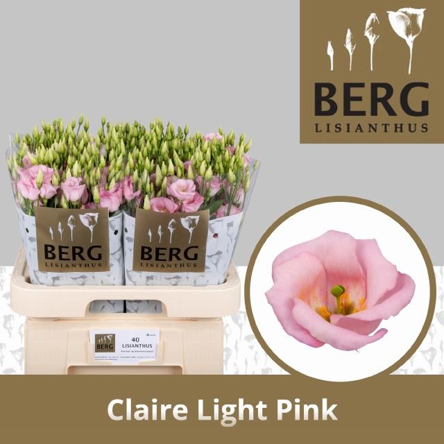 10x Eust.claire light pink en 70cm