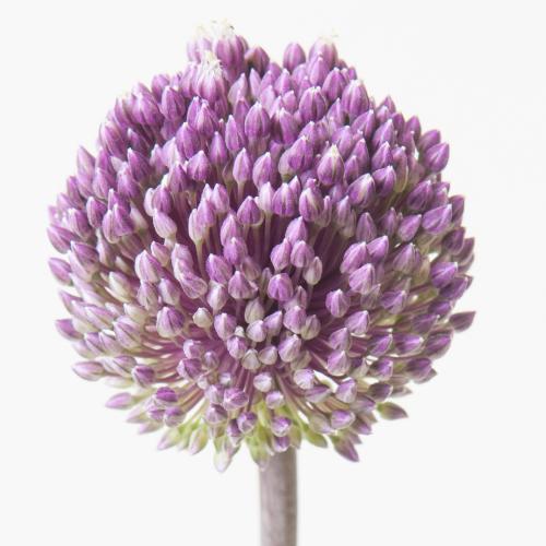 10x Allium summer drummer 80cm