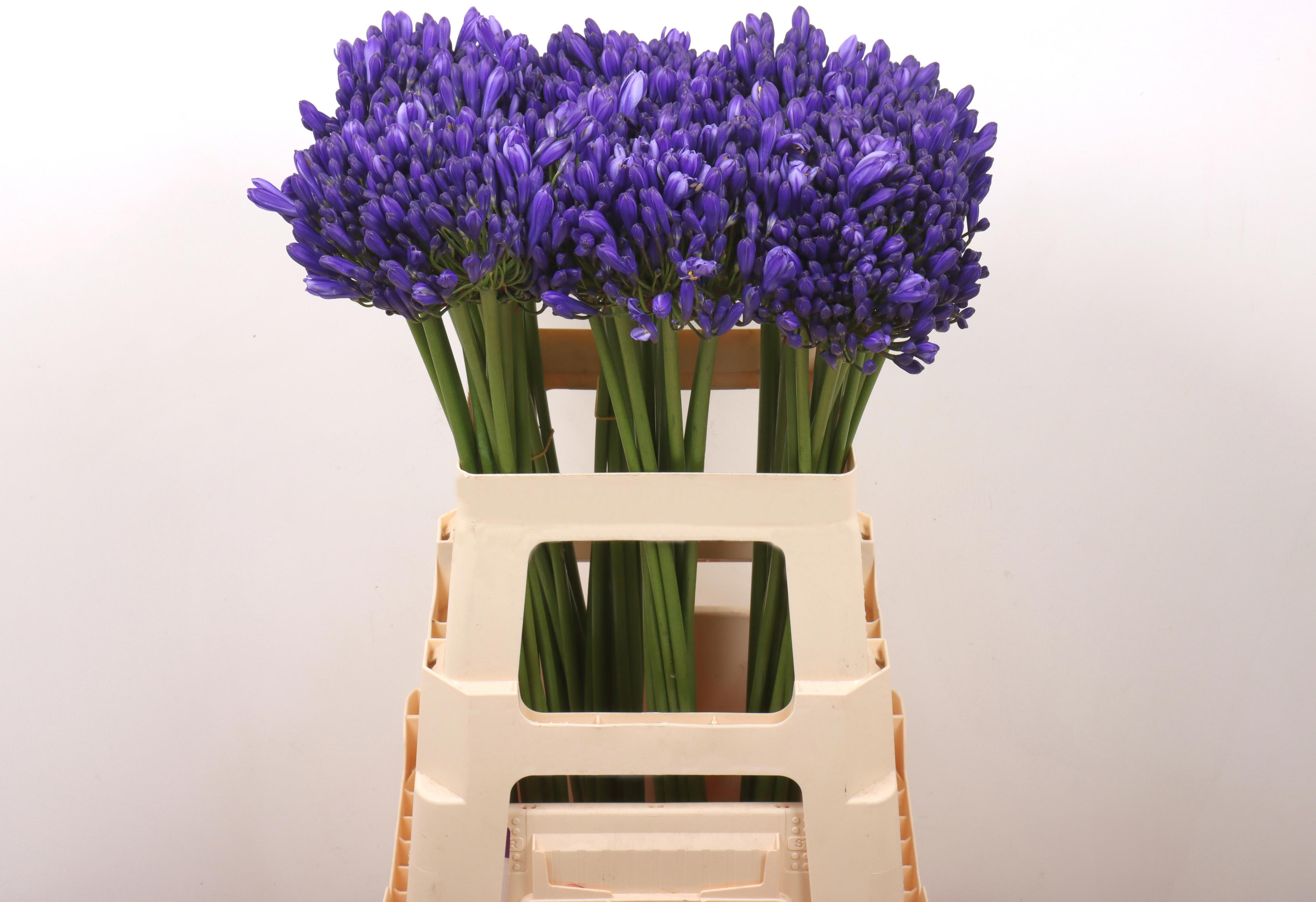 10x Agapanthus eyfori blue 60cm
