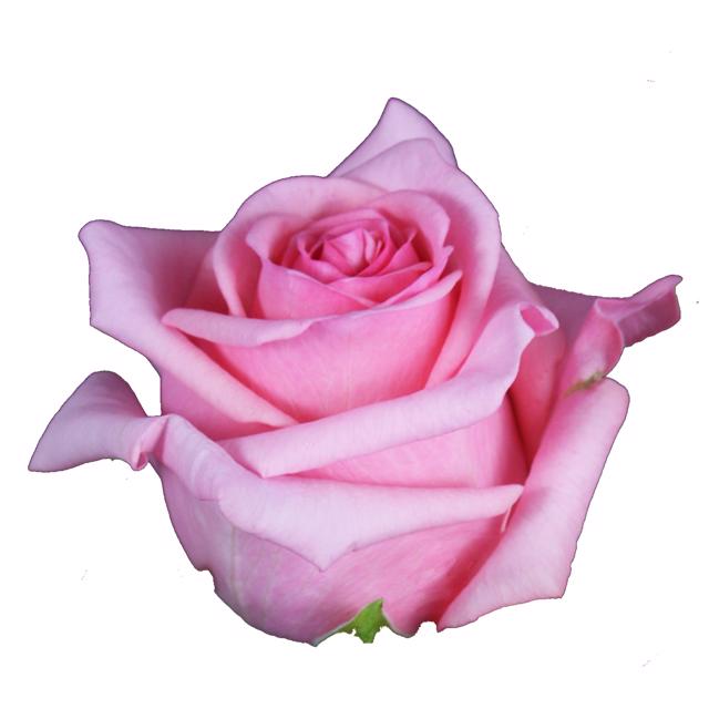 25x Rosa opala 50cm