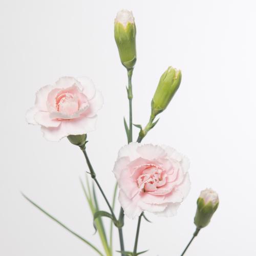 10x Dian.tr.l.pink tessino 60cm