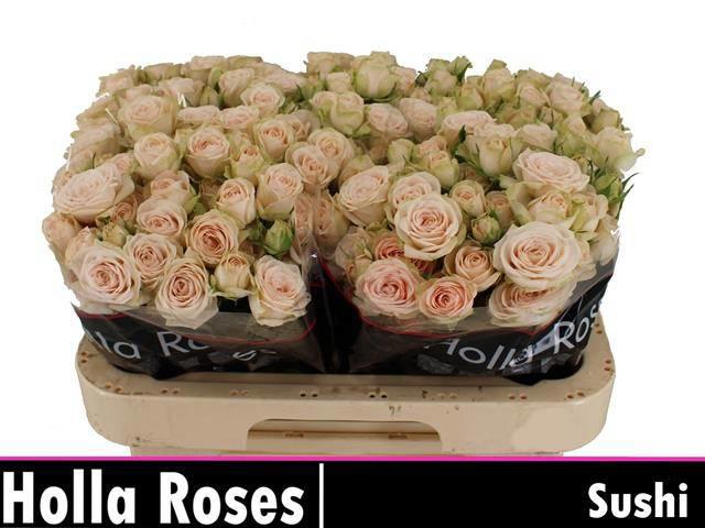 10x Rosa sushi 60cm