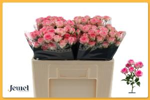 10x Rosa tralala 50cm