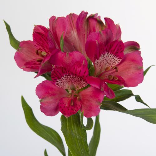 10x Alstroemeria rome 70cm