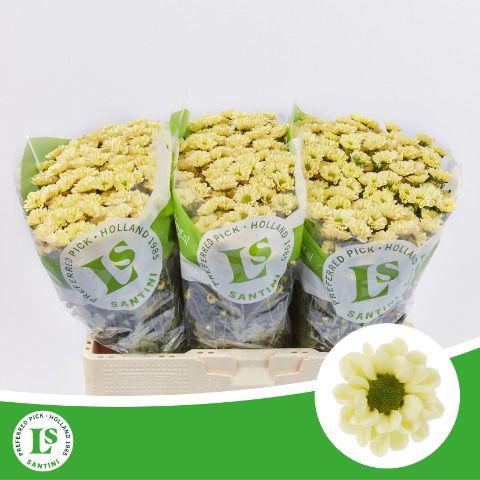 25x Chrysant san.rossi cream 50cm