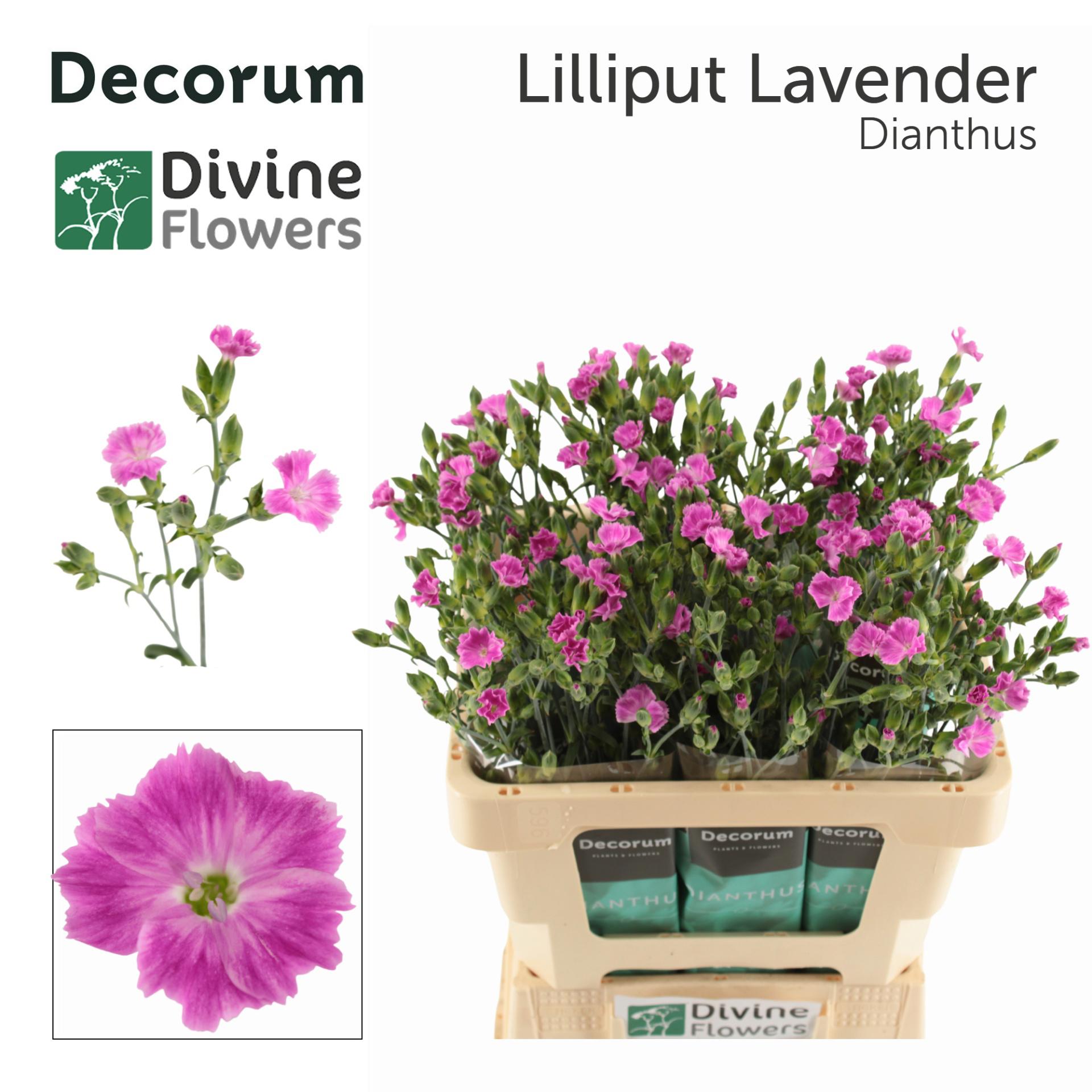 20x Dian.tr.raffine lilliput lavender 60cm