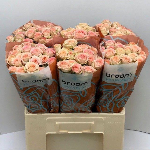 10x Rosa tr. azore 60cm