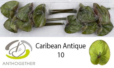 10x Anth.caribean antique 10cm