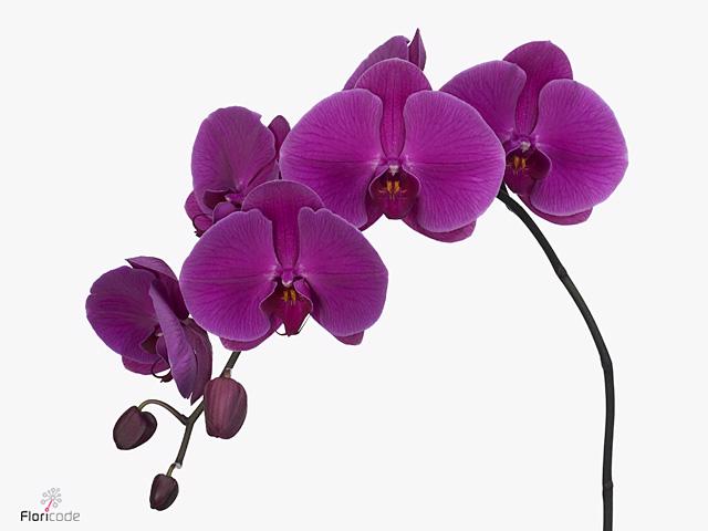 25x Phal.purple haze