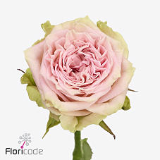 10x Rosa lady jane 50cm