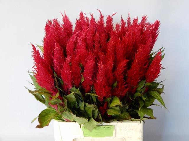 20x Cel.pl.century rood 70cm