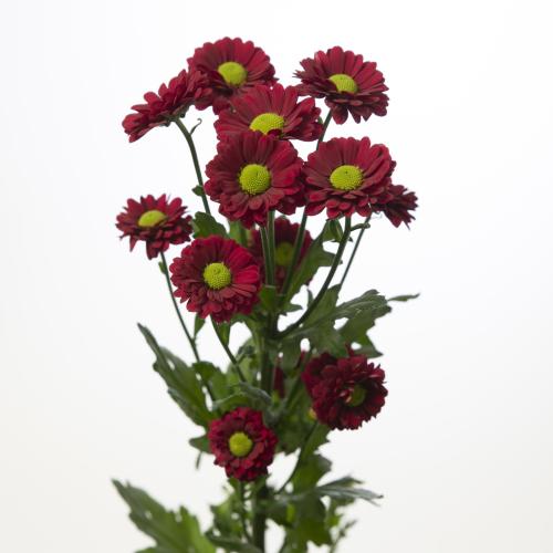 25x Chrysant san.ladybird 50cm