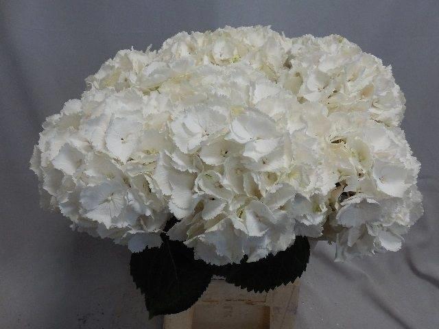 10x Hydr.schneeball 60cm
