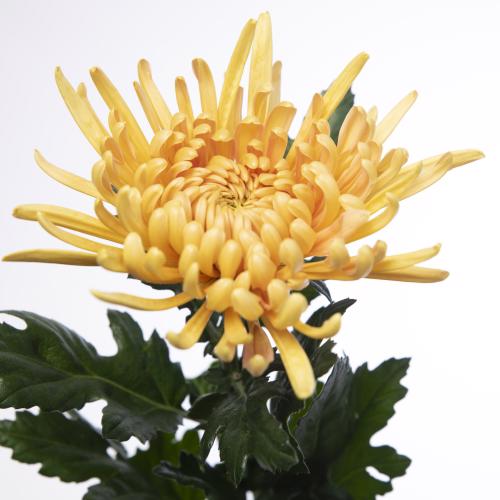 10x Chrysant cipria salmon 70cm